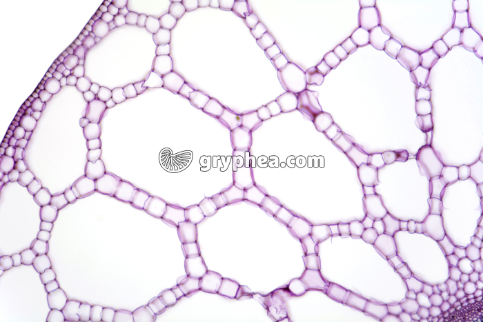 Tige de Pesse CT x25 - gryphea.com